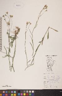 Crepis tectorum image