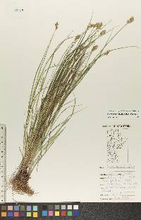 Carex bebbii image