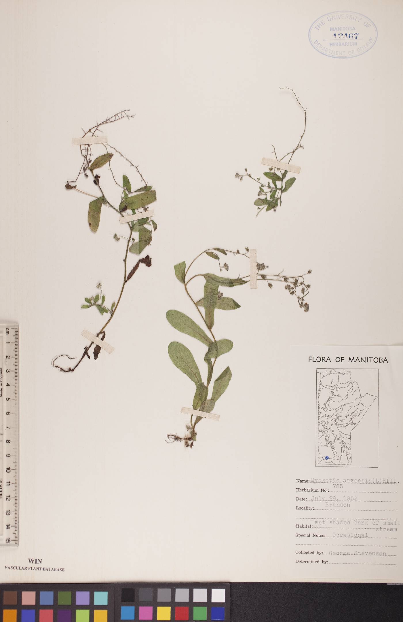 Myosotis arvensis image