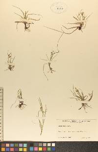 Carex aurea image