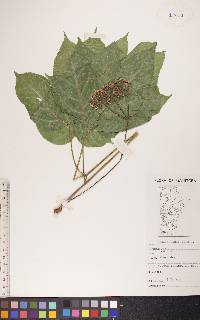 Aralia nudicaulis image