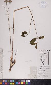 Aralia nudicaulis image