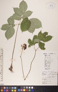 Aralia nudicaulis image