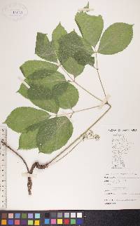 Aralia nudicaulis image