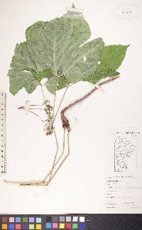 Aralia nudicaulis image