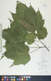 Acer spicatum image