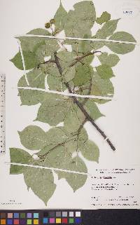 Celastrus scandens image