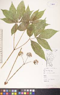 Aralia nudicaulis image