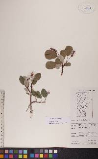 Salix reticulata image