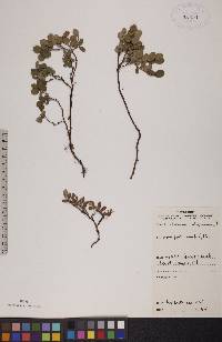 Vaccinium uliginosum image