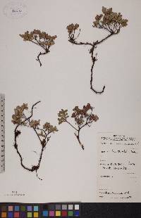 Vaccinium uliginosum image