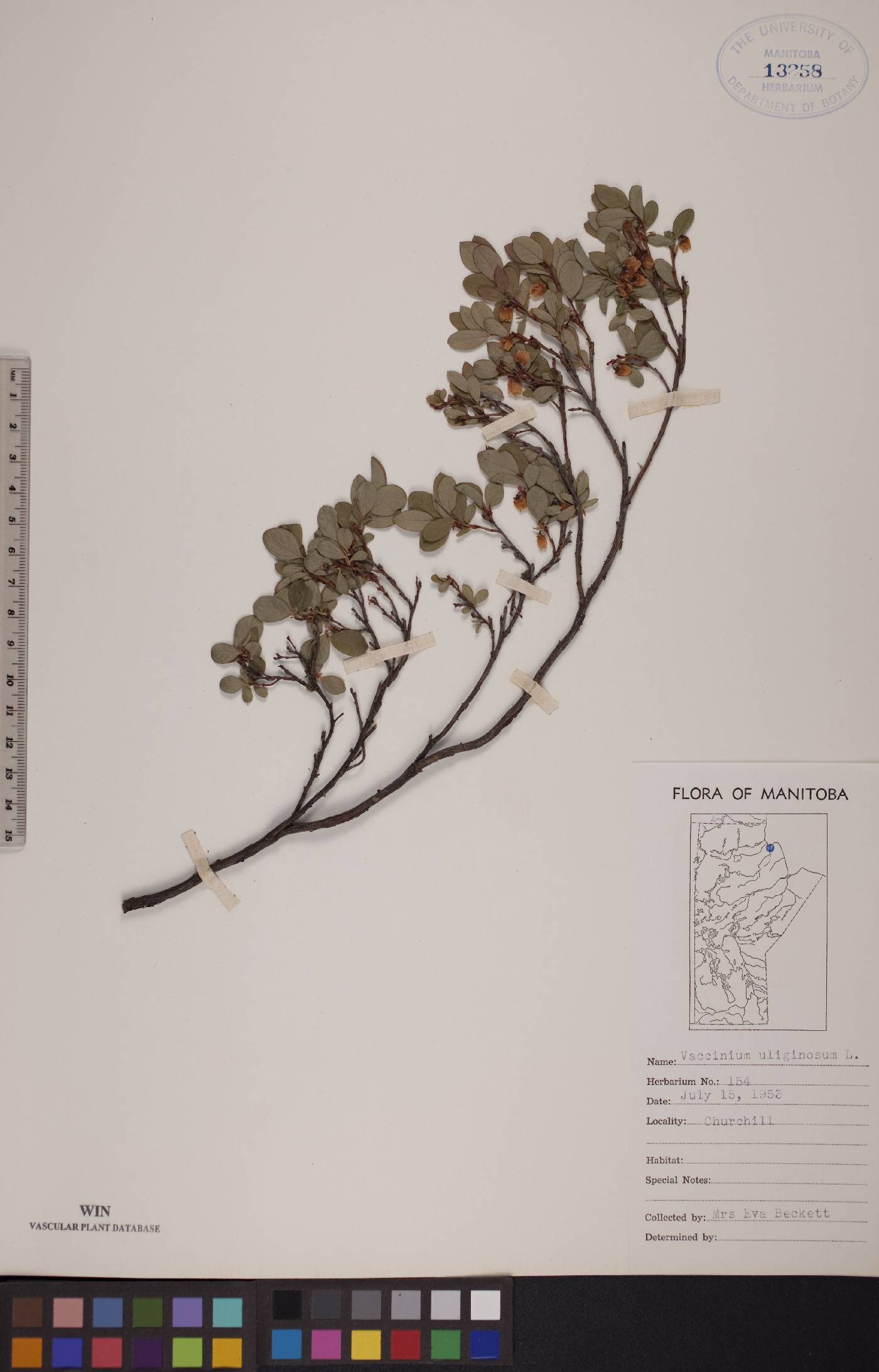 Vaccinium uliginosum image