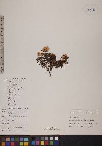 Rhododendron tomentosum subsp. decumbens image