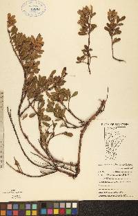 Arctostaphylos uva-ursi image