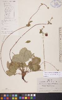 Fragaria vesca subsp. americana image