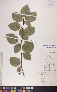 Alnus viridis subsp. crispa image