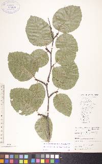 Alnus viridis image