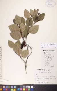 Alnus viridis image