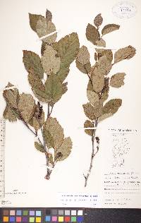 Alnus viridis image