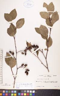 Alnus viridis subsp. crispa image