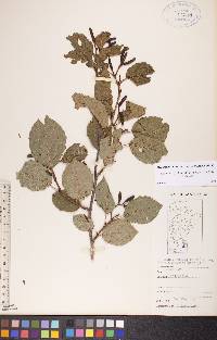 Alnus incana subsp. rugosa image