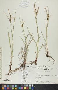 Carex houghtonii image