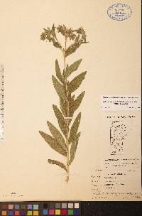 Lithospermum occidentale image