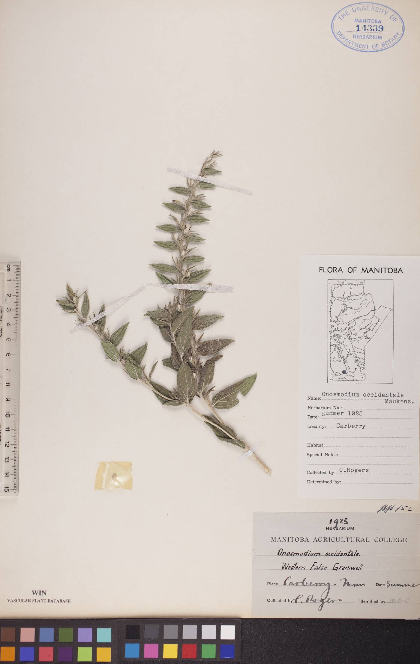 Onosmodium occidentale image