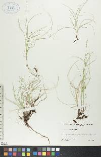 Carex disperma image