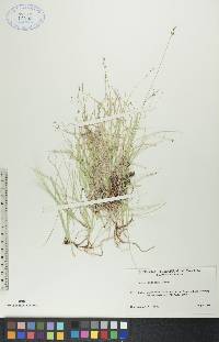 Carex disperma image