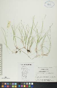 Carex disperma image