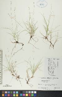 Carex disperma image