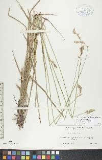 Carex foenea image