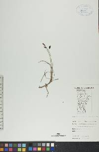 Carex rariflora image