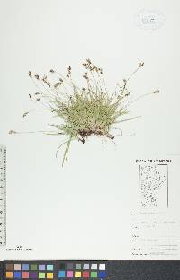 Carex concinna image