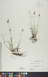 Carex rariflora image