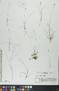 Carex gynocrates image
