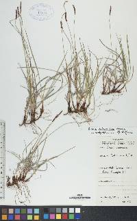 Carex scirpoidea image