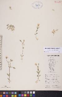 Cerastium alpinum subsp. alpinum image