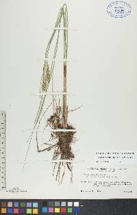 Carex rostrata image