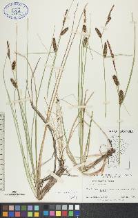 Carex rotundata image