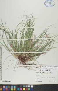 Carex tonsa image