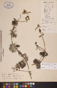 Bidens beckii image