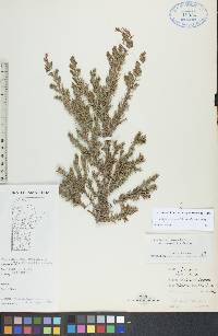 Juniperus communis var. depressa image