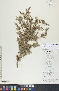 Juniperus communis var. depressa image