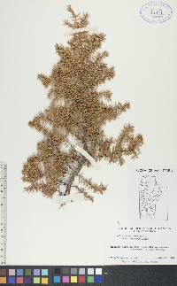 Juniperus communis var. depressa image