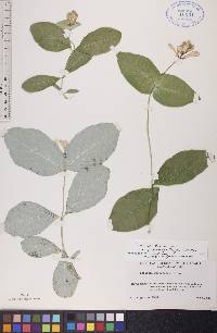 Lonicera dioica image