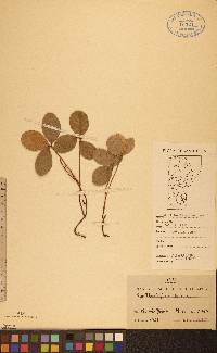 Gaultheria procumbens image