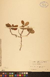 Gaultheria procumbens image