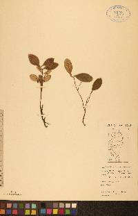 Gaultheria procumbens image